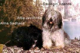 z�ava Alma Sadhana, Alba Javo�inka, Daulagiri Ananda